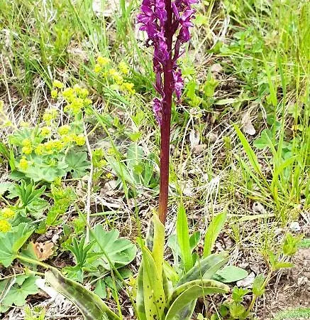 Noa بيت للعطل كسونبورت-لونجمير